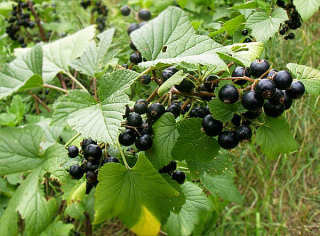 Černý rybíz - Ribes nigrum 50 g