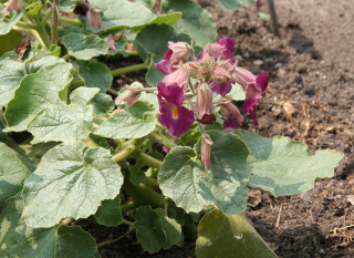 Čertův dráp Harpago - Martyniaceae 50 g