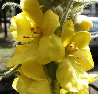 Divizna - Verbascum densiflorum 50 g