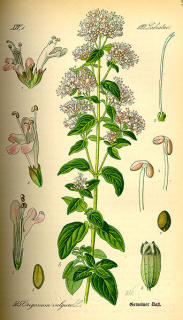 Dobromysl - Origanum vulgare 50 g