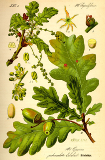 Dub - Quercus 50 g