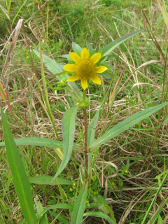 Dvouzubec - Bidens 50 g