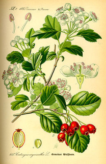 Hloh - Crataegus oxyacantha 50 g