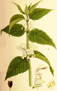 Hluchavka - Lamium album 50g