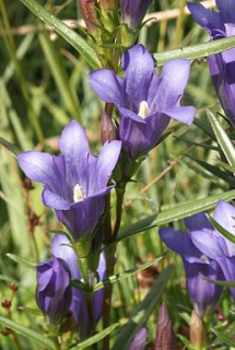 Hořec - Gentiana pneumonanthe 50 g