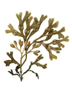Chaluha - Fucus vesiculosus 50 g