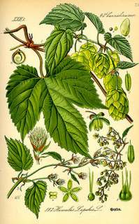Chmel - Humulus lupulus 50 g
