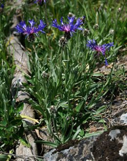 Chrpa - Centaurea triumfettii 50 g