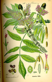 Jasan - Fraxinus excelsior 50 g