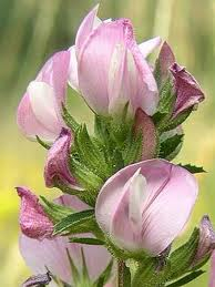 Jehlice - Ononis spinosa 50 g