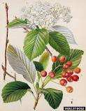 Jeřáb - Sorbus torminalis 50 g