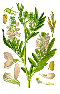 Jestřabina - Galega officinalis 50 g
