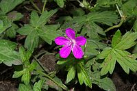 Kakost - Geranium palustre 50 g