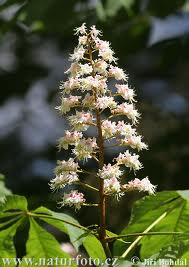 Kaštan - Aesculus hippocastanum 50 g