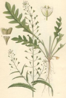 Kokoška - Capsella bursa-pastoris 50 g