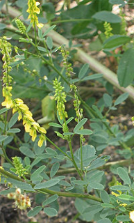 Komonice - Melilotus officinalis 50 g
