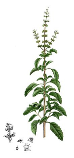 Bazalka - Ocimum 50 g