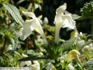 Konopice - Galeopsis segetum 50 g