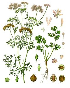 Koriandr - Coriandrum sativum 50 g