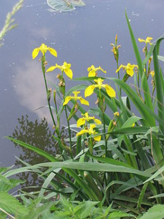 Kosatec - Iris pseudacorus 50 g