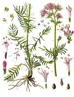 Kozlík - Valeriana officinalis 50 g