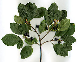 Krušina - Frangula alnus 50 g