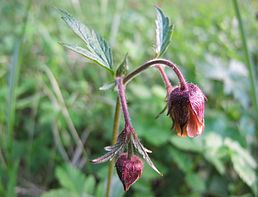 Kuklík - Geum rivale 50 g