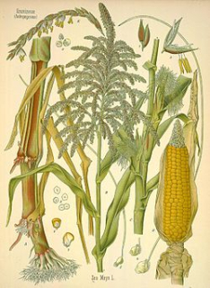 Kukuřice - Zea mays 50 g