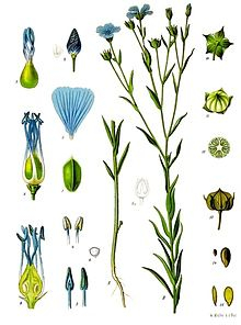 Len - Linum usitatissimum 100 g