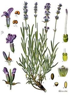 Levandule - Lavandula angustifolia 50 g