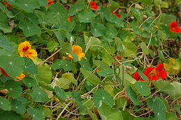 Lichořeřišnice - Tropaeolum 50 g