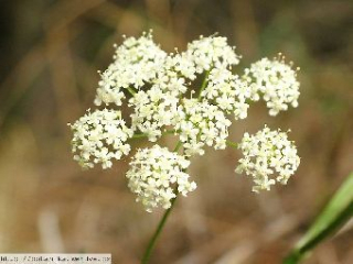 Bedrník - Pimpinella saxifraga 50g