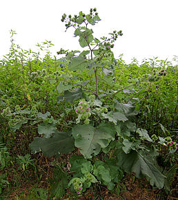 Lopuch - Arctium lappa 50 g