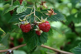 Maliník - Rubus idaeus 50 g