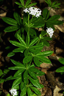 Mařinka - Galium odoratum 50 g
