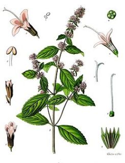 Máta - Mentha piperita 50 g