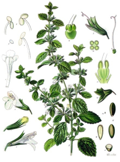 Meduňka - Melissa officinalis 50 g