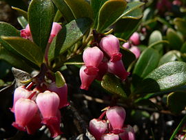 Medvědice - Arctostaphylos 50 g