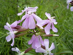 Mydlice - Saponaria officinalis 50 g