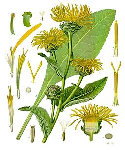 Oman - Inula helenium 50 g