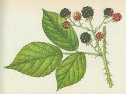 Ostružiník - Rubus fruticosus 50 g