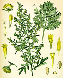 Pelyněk - Artemisia absinthium 50 g