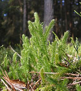 Plavuň - Lycopodium clavatum 50 g