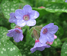 Plicník - Pulmonaria officinalis