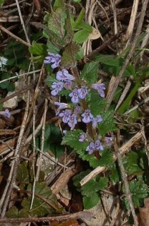 Popenec - Glechoma hederacea 50 g
