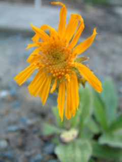 Arnika - Arnica montana 50 g