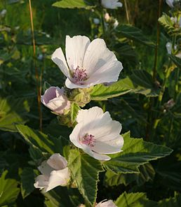 Proskurník - Althaea officinalis 50 g