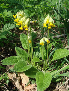 Prvosenka - Primula veris 50 g
