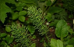 Přeslička - Equisetum arvense 50 g