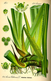 Puškvorec - Acorus calamus 50 g